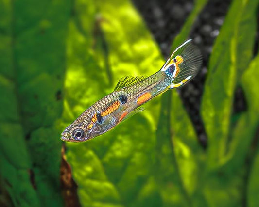White Peacock Endler Pair