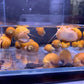 Golden Mystery Snail