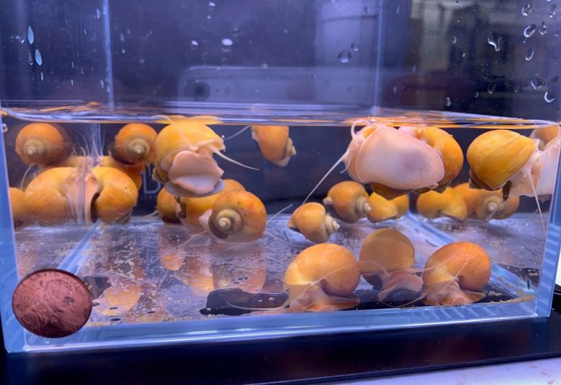 Golden Mystery Snail