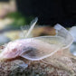 Albino Longfin Bushy nose Pleco (1.0"-1.25")