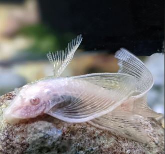 Albino Longfin Bushy nose Pleco (1.0"-1.25")