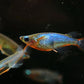 Daisy's Ricefish