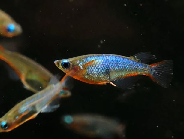 Daisy's Ricefish