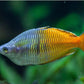Boesemani Rainbow Fish