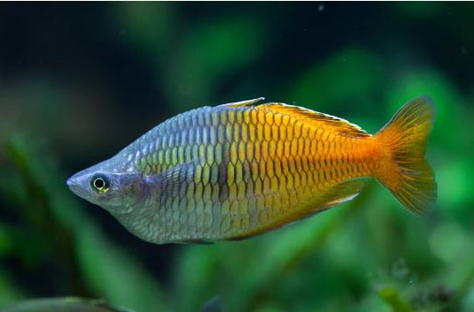 Boesemani Rainbow Fish