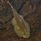 Hillstream Loach / Chinese Butterfly Pleco (Size M)