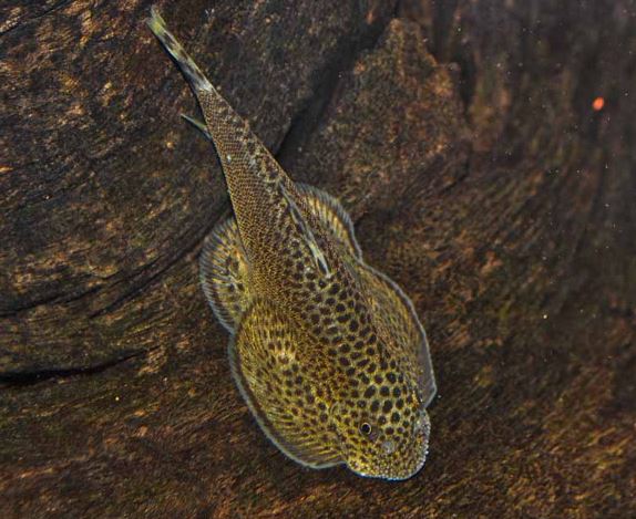 Hillstream Loach / Chinese Butterfly Pleco (Size M)
