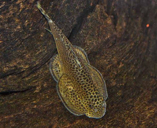 Hillstream Loach / Chinese Butterfly Pleco (Size M)