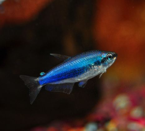 Blue Emperor Tetra