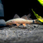 Rainbow Shark (S)