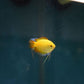 Gold Honey Gourami