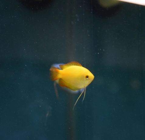 Gold Honey Gourami
