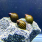 Zebra Nerite Snail