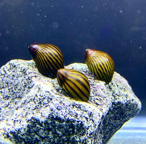 Zebra Nerite Snail