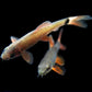 Rainbow Shark (S)