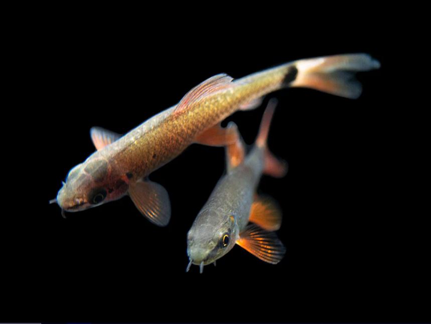 Rainbow Shark (S)
