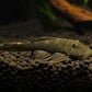 Rubberlip Pleco (Size Medium)