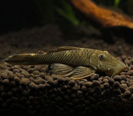 Rubberlip Pleco (Size Medium)
