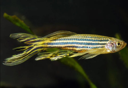 Longfin Zebra Danio