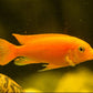 Red Zebra Cichlid