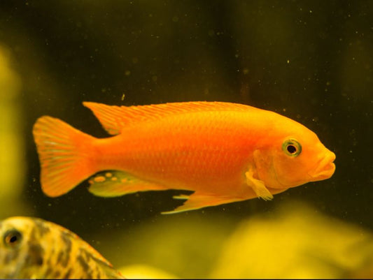 Red Zebra Cichlid