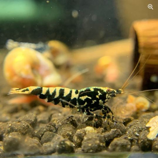 Pinto Galaxy Zebra Black Shrimp (Grade A)