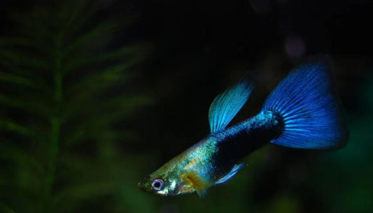 Neon Blue Metallic Guppy Males