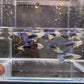 Neon Blue Metallic Guppy Males
