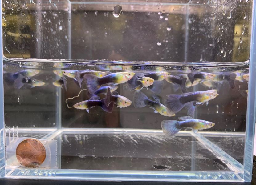 Neon Blue Metallic Guppy Males