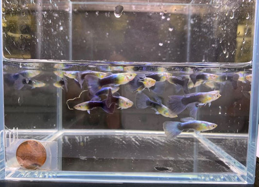 Neon Blue Metallic Guppy Males