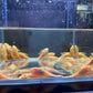 Golden Blue Eye Bushy Nose Pleco (1.0" - 1.25")