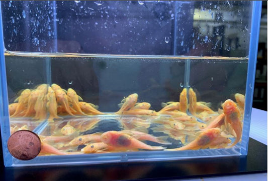 Golden Blue Eye Bushy Nose Pleco (1.0" - 1.25")