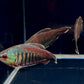 Samurai Gourami