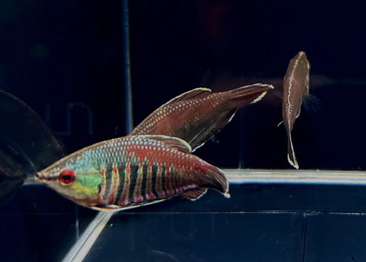 Samurai Gourami