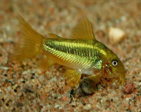 Gold Laser Cory