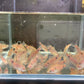 Odessa Barb