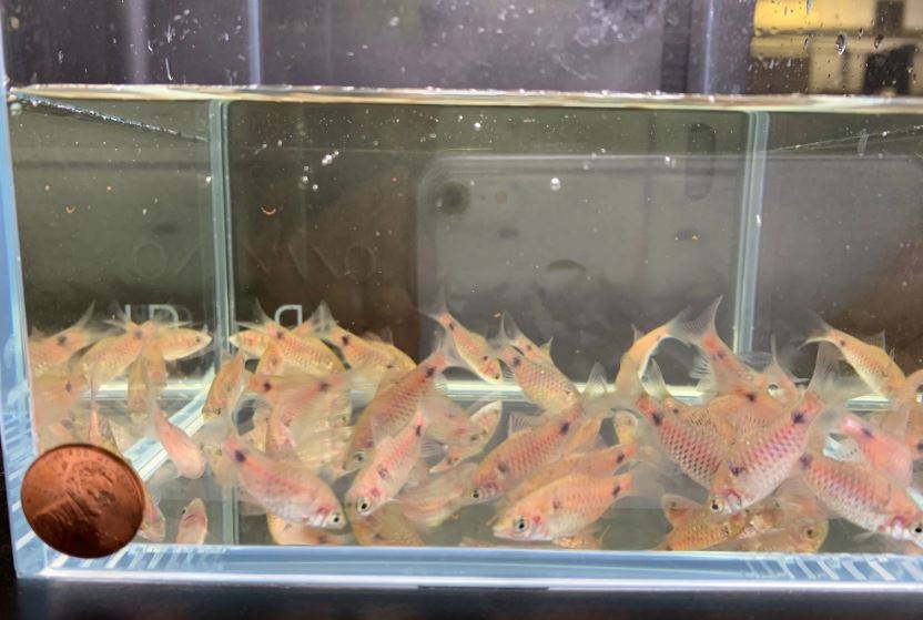 Odessa Barb