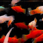 Assorted Platy