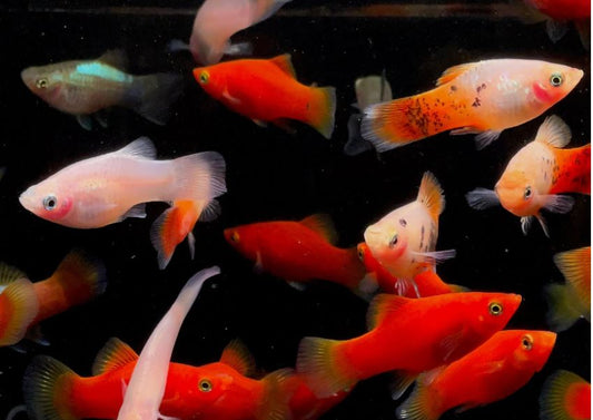 Assorted Platy