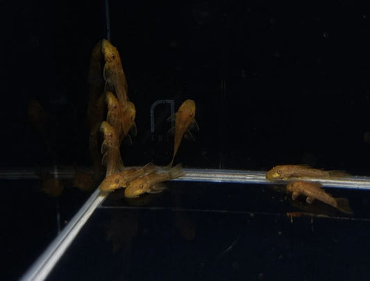 Super Red Bushy Nose Pleco (1 inch)