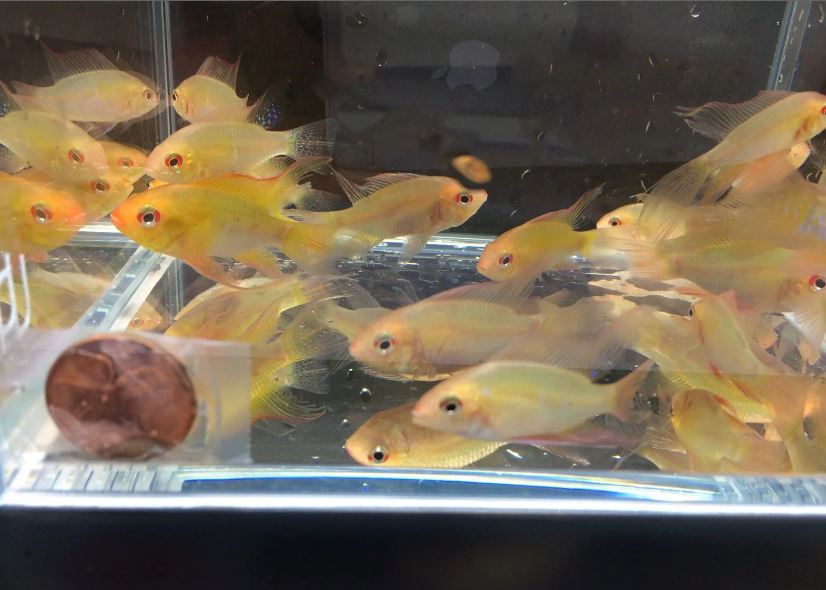Gold Ram