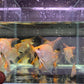 Red Head Diamond Angelfish M