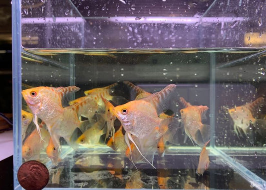 Red Head Diamond Angelfish M