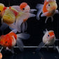 Red & White Pearlscale Oranda Goldfish - 3.5"