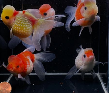 Red & White Pearlscale Oranda Goldfish - 3.5"