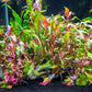 Alternanthera reineckii Scarlet Temple Live Aquarium Plants