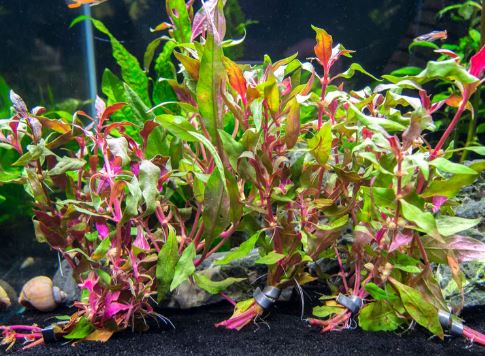 Alternanthera reineckii Scarlet Temple Live Aquarium Plants