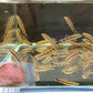 Dwarf Chain Loach / Sidthimunki Botia Small