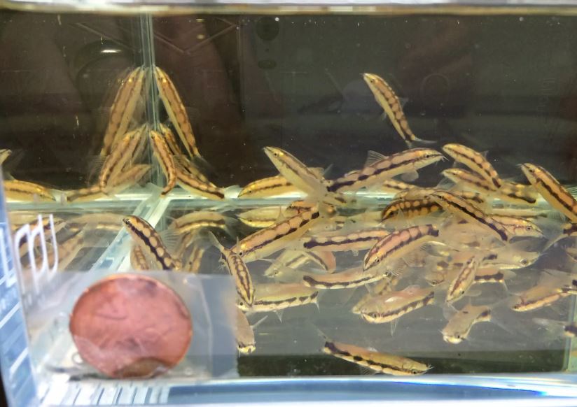 Dwarf Chain Loach / Sidthimunki Botia Small