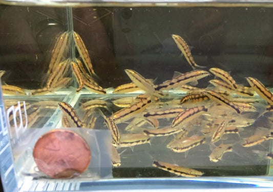Dwarf Chain Loach / Sidthimunki Botia Small